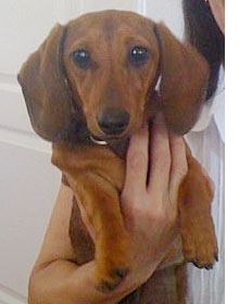 The Newest Addition to Our Family - Princess Daisy Princess Daisy